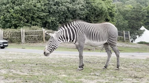 Zebra Stock Footage 311956638
