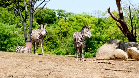 Zebra Vidéo 332882788