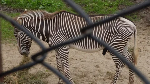 Zebra Stock Footage 341336152