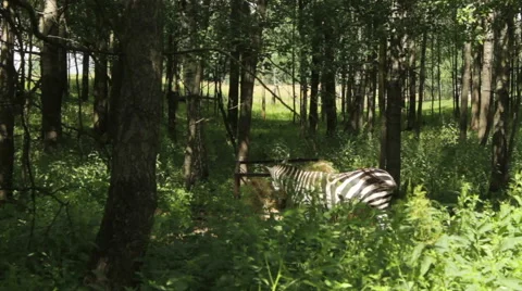 Zebra in forest. Stock Footage 53850653