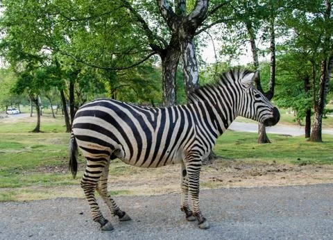 Zebra, full figure Foto stock