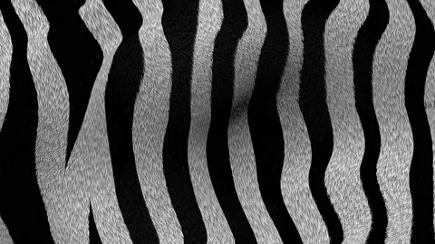 Zebra fur 4k animated texture loop. Stock Footage 154241061