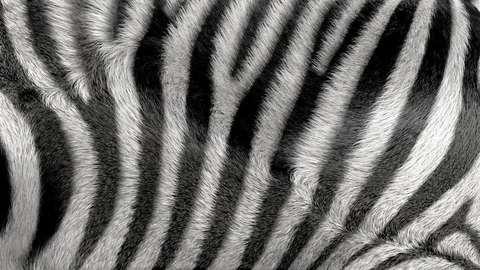 Zebra Fur Background HD Stock Footage 129896875