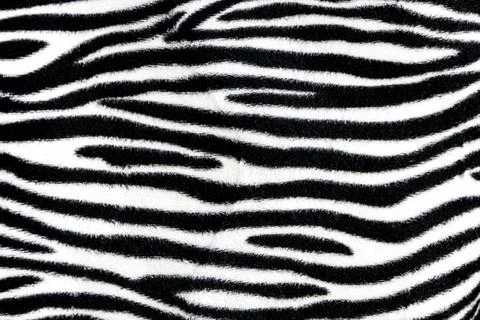  Zebra fur background texture Zebra fur background texture close up view C... Foto stock