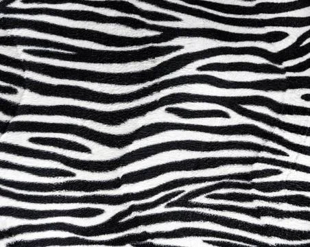  Zebra fur background texture Zebra fur background texture close up view C... Foto stock