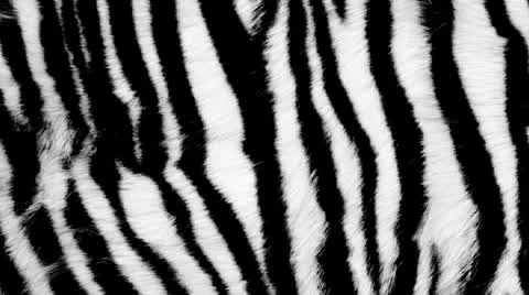 Zebra fur Stock Footage 26663785