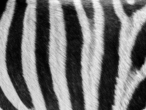 Zebra fur pattern background, black and white style. close up black and whi.. Stock Photos