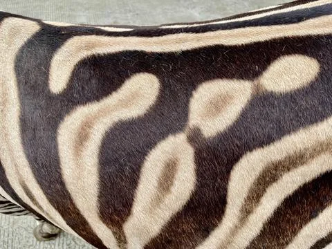 Zebra fur pattern background, black and white style Stock Photos