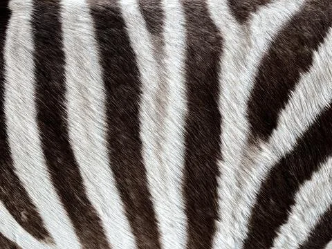 Zebra fur pattern background. close up black and white zebra surface skin t.. Stock Photos