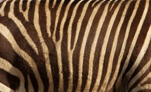 Zebra fur Stock Photos