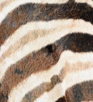 Zebra fur texture 스톡 사진