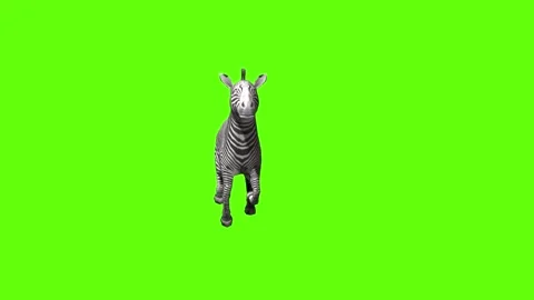 Zebra gallop green screen animation 3D rendering Stock Footage 297202110