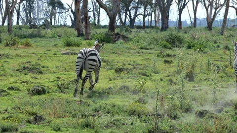Zebra Galloping Through Savannah | 4K Dynamic Wildlife Footage Stock Footage 312201716