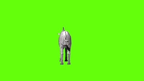 Zebra get hit green screen animation 3D rendering Stock Footage 297202205