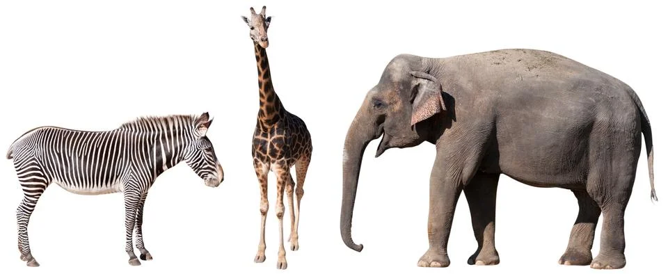 Zebra, giraffe and elephant Stock Photos
