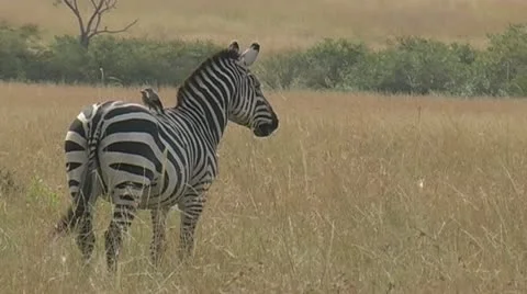 Zebra give a warning snort Stock Footage
