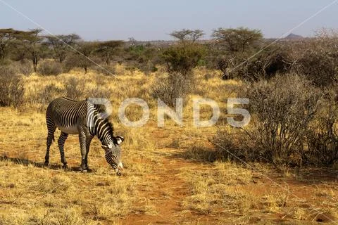 Zebra Grace on the pasture. Savanna of Samburu, Kenya Stock Photos