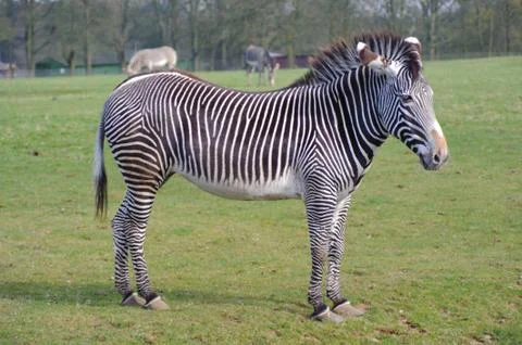 Zebra on the grass Stock Photos
