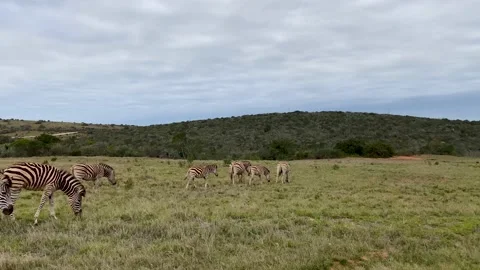 Zebra on a grassy plain at Addo Elephant Park, South Africa Stock Footage 181482483