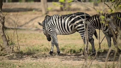 Zebra in a grassy savanna setting. Stock Footage 306565909