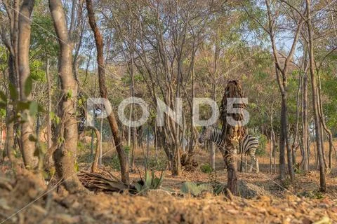 Zebra to graze. Lubango. Angola. Stock Photos
