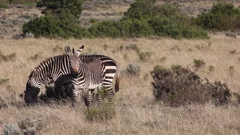 Zebra graze tall dry grass on breezy grassland savanna in South Africa Stock Footage 312590532
