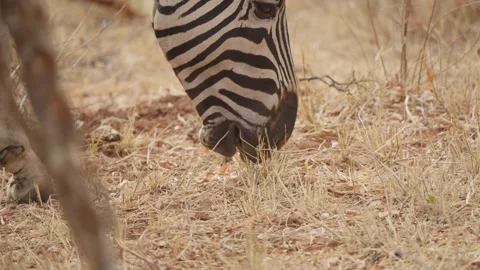 Zebra grazing close up in slow motion in Kruger National Park savanna grassland Stock Footage 345680166