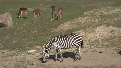 Zebra grazing, eating grass, in the background antelopes graze Stock Footage 149025401