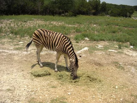 Zebra grazing eating grass 写真素材