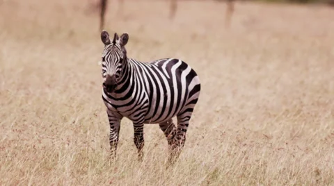Zebra Grazing in field Stock Footage 41602847