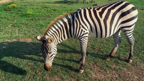 Zebra grazing in a field Stock Footage 94390310