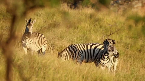 Zebra grazing in a field. Stock-Footage 138814943