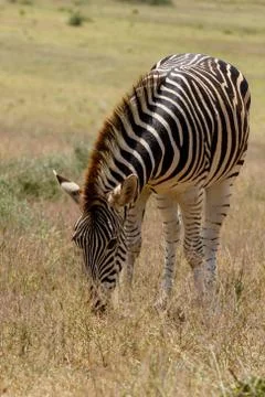 Zebra grazing in the field full Stock Photos