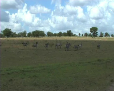 Zebra grazing Stock Footage 610385
