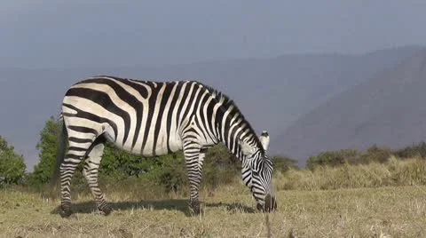 Zebra grazing Stock Footage 10563291