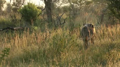 Zebra grazing Stock Footage 21921313