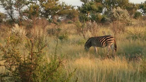 Zebra grazing Stock Footage 21947898