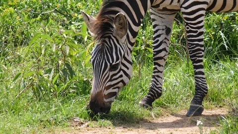 Zebra grazing Stock-Footage 101306025