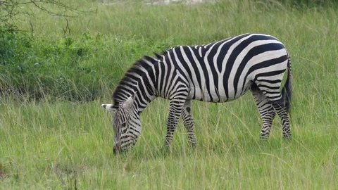 Zebra grazing Stock-Footage 101482862