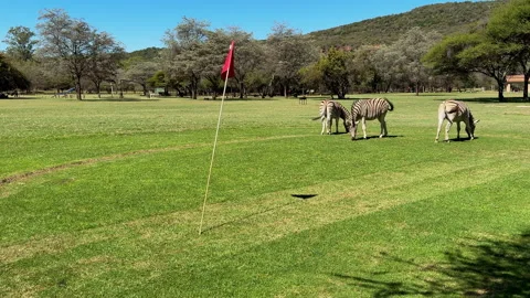 Zebra Grazing on Golf Course in African Wildlife Estate 스톡 동영상 334669437