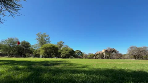 Zebra Grazing on Golf Course Fairway in Africa Wide Scenic View Stock Footage 335454915