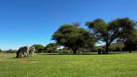 Zebra Grazing on Golf Course Putting Green in Africa Rear View Stock Footage 335454817
