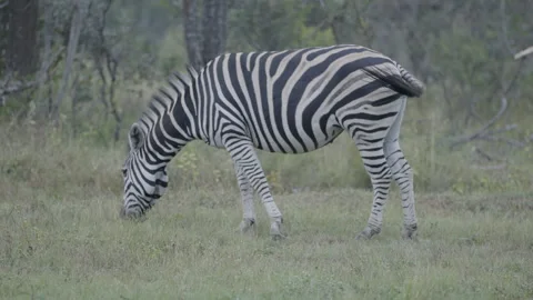 Zebra Grazing Grass Close Up Static Side Stock Footage 277598336