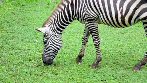 A zebra grazing on grass field. 库存影片 335494631