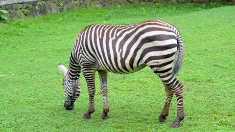 A zebra grazing on grass field. Stockbeeldmateriaal 335494634