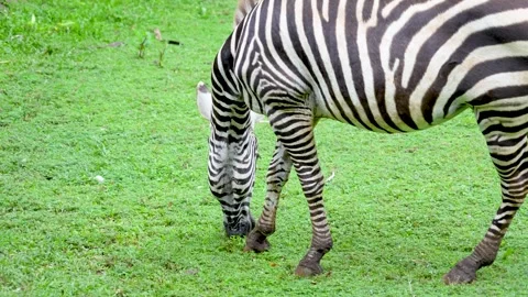 A zebra grazing on grass field. 库存影片 335494850