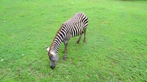 A zebra grazing on grass field. Stockbeeldmateriaal 335494865