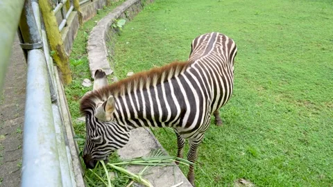 A zebra grazing on grass field. Stock-Footage 335495138