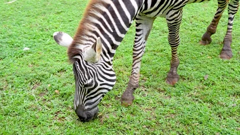 A zebra grazing on grass field. Vidéo 335495148