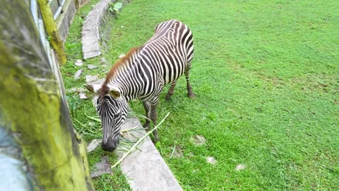 A zebra grazing on grass field. Stock-Footage 335495153